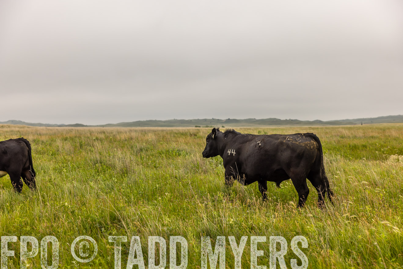 TMyers_PP_MilldaleRanch_Nebraska_June2024-515821