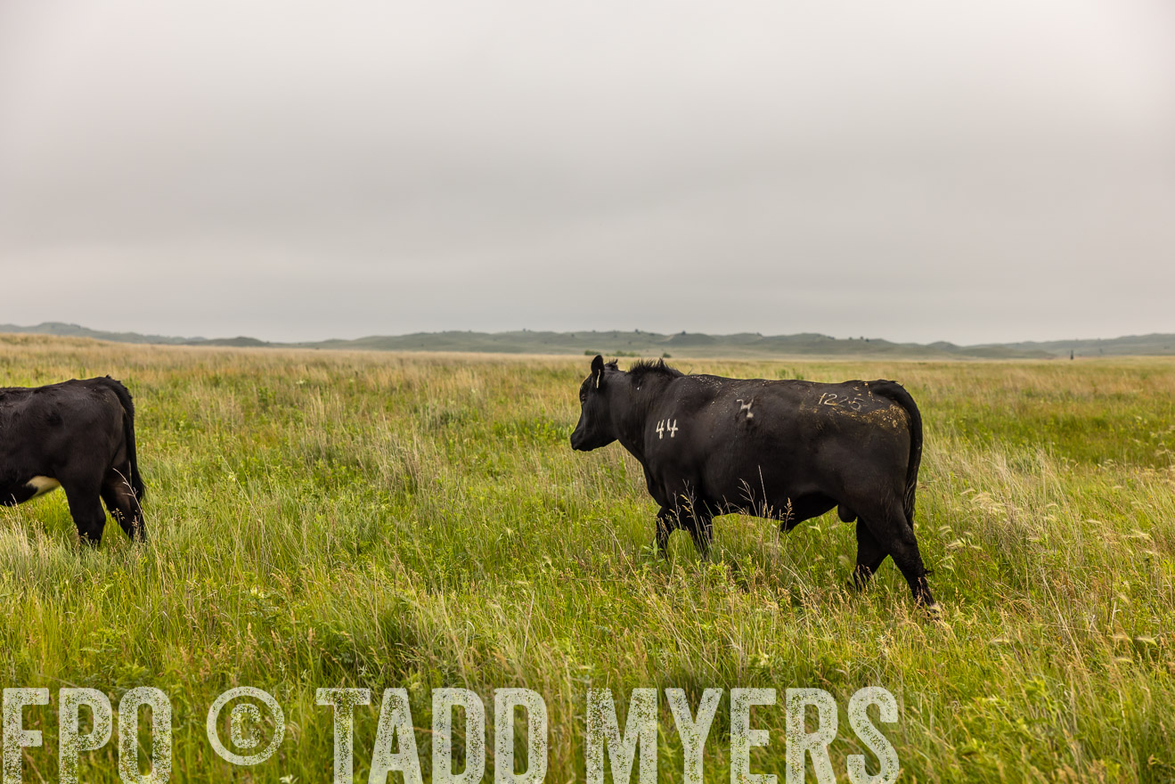 TMyers_PP_MilldaleRanch_Nebraska_June2024-515824