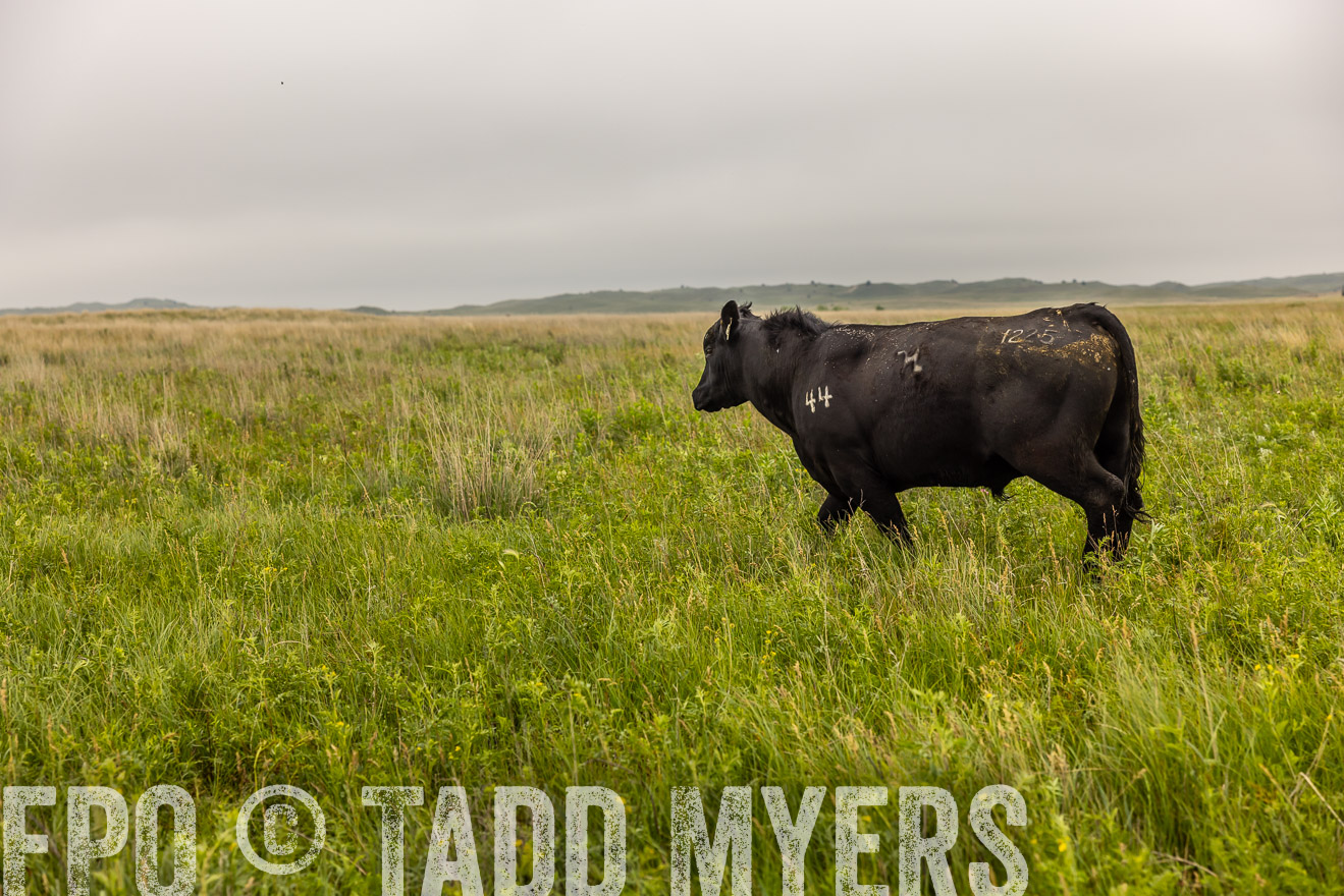 TMyers_PP_MilldaleRanch_Nebraska_June2024-515849
