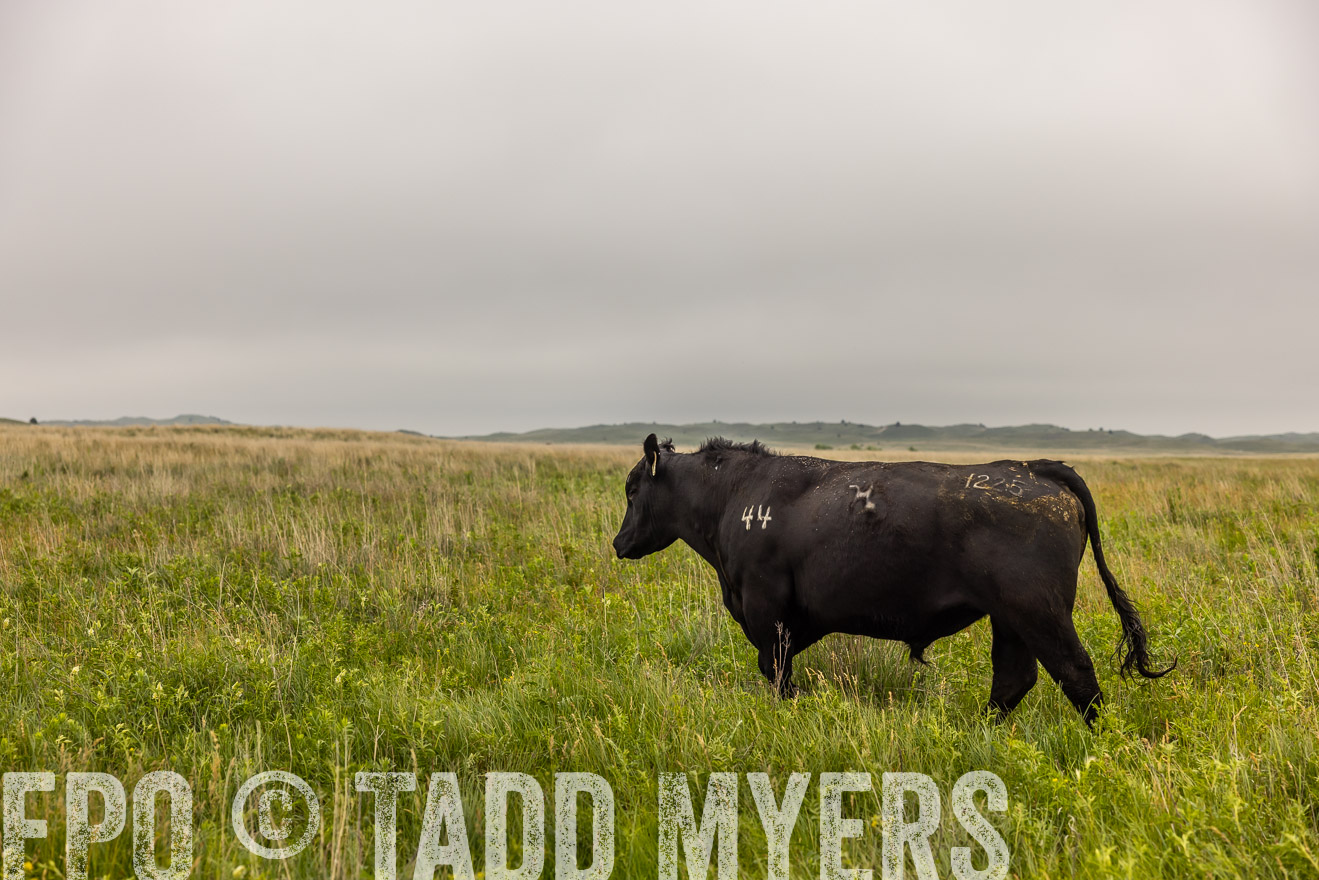 TMyers_PP_MilldaleRanch_Nebraska_June2024-515853