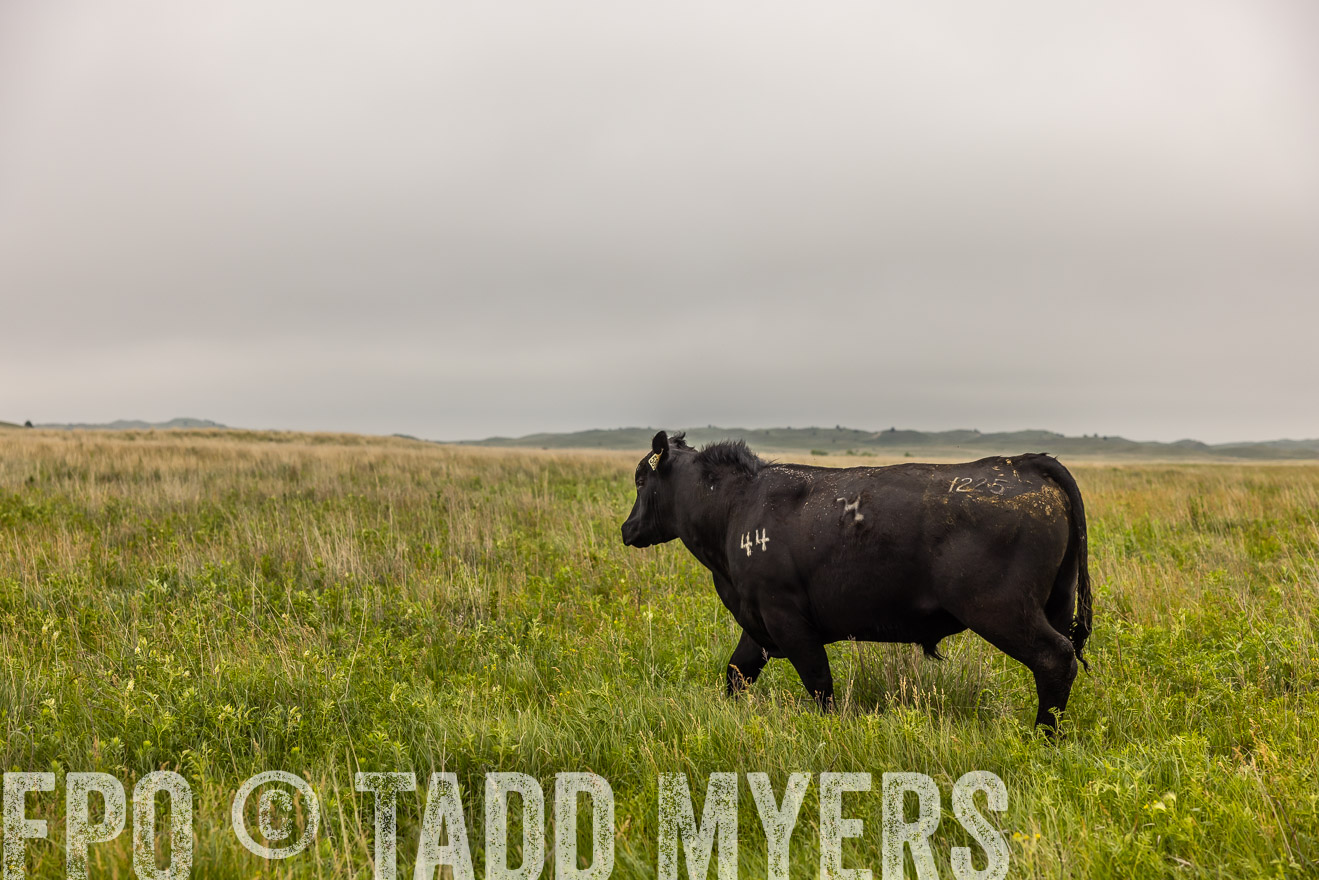 TMyers_PP_MilldaleRanch_Nebraska_June2024-515855