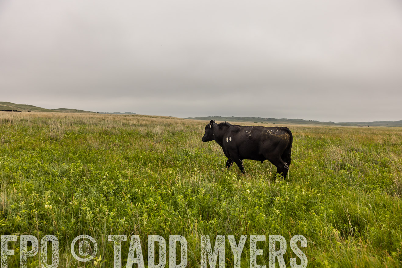 TMyers_PP_MilldaleRanch_Nebraska_June2024-515871