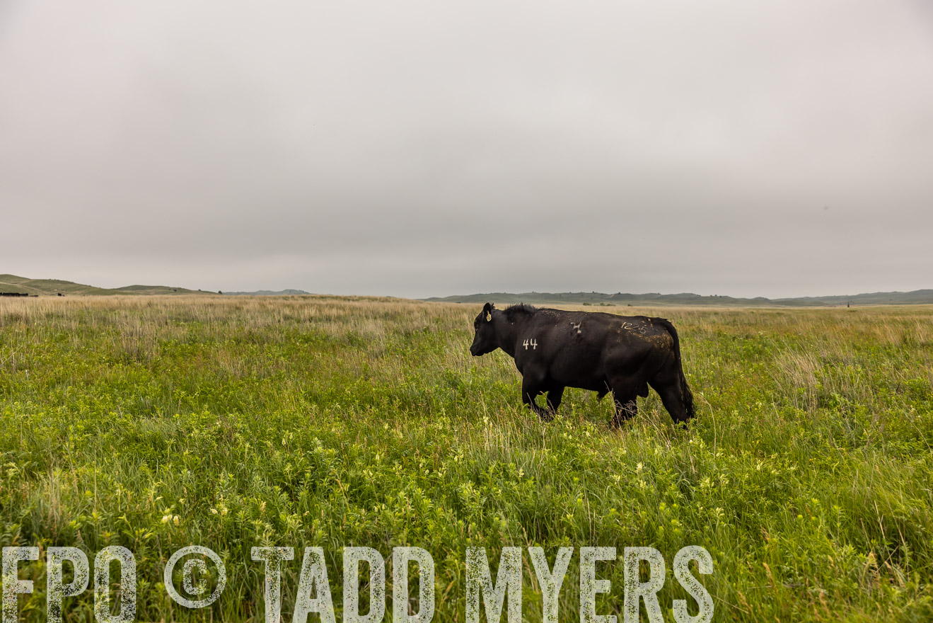 TMyers_PP_MilldaleRanch_Nebraska_June2024-515874