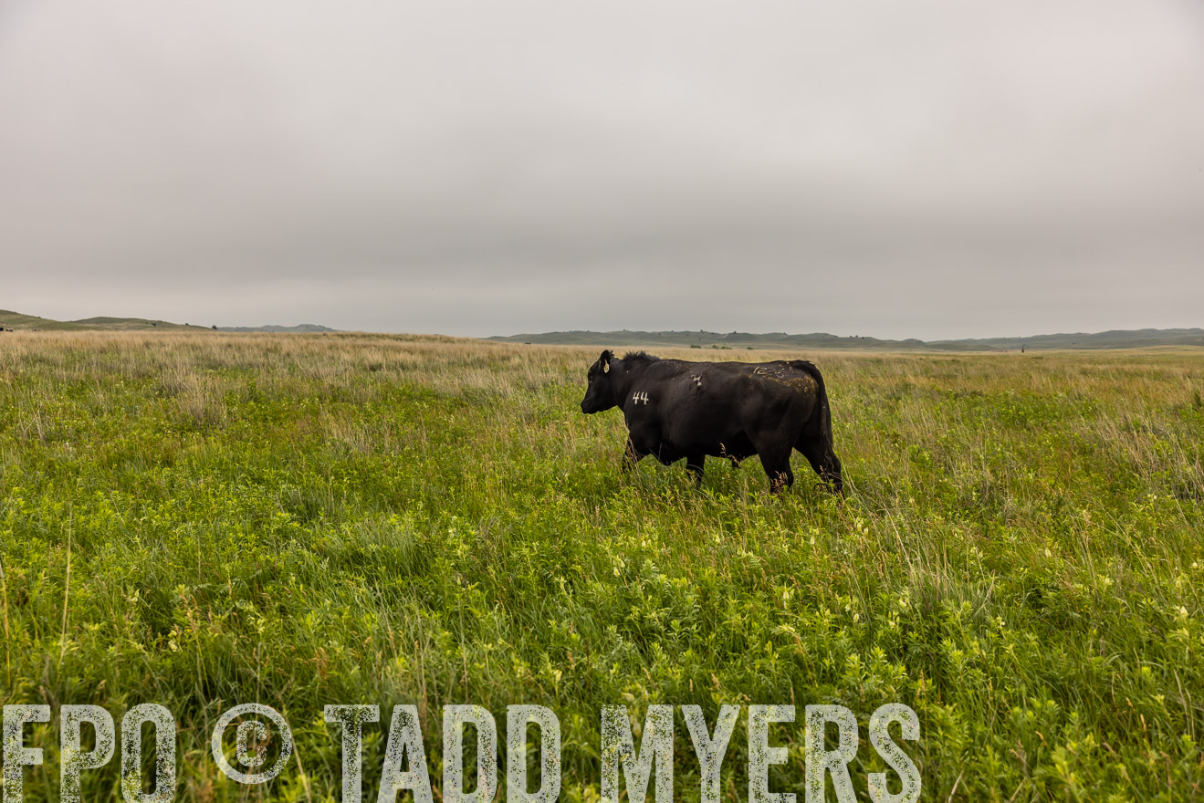 TMyers_PP_MilldaleRanch_Nebraska_June2024-515878