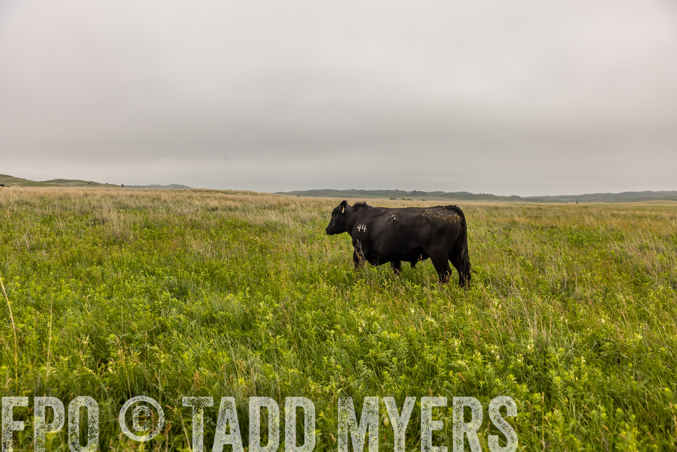 TMyers_PP_MilldaleRanch_Nebraska_June2024-515880