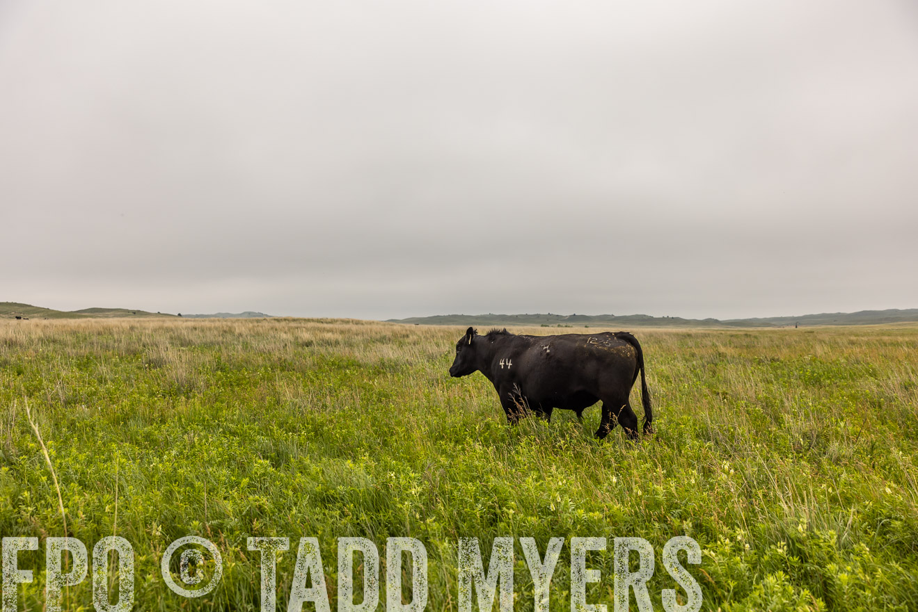 TMyers_PP_MilldaleRanch_Nebraska_June2024-515882