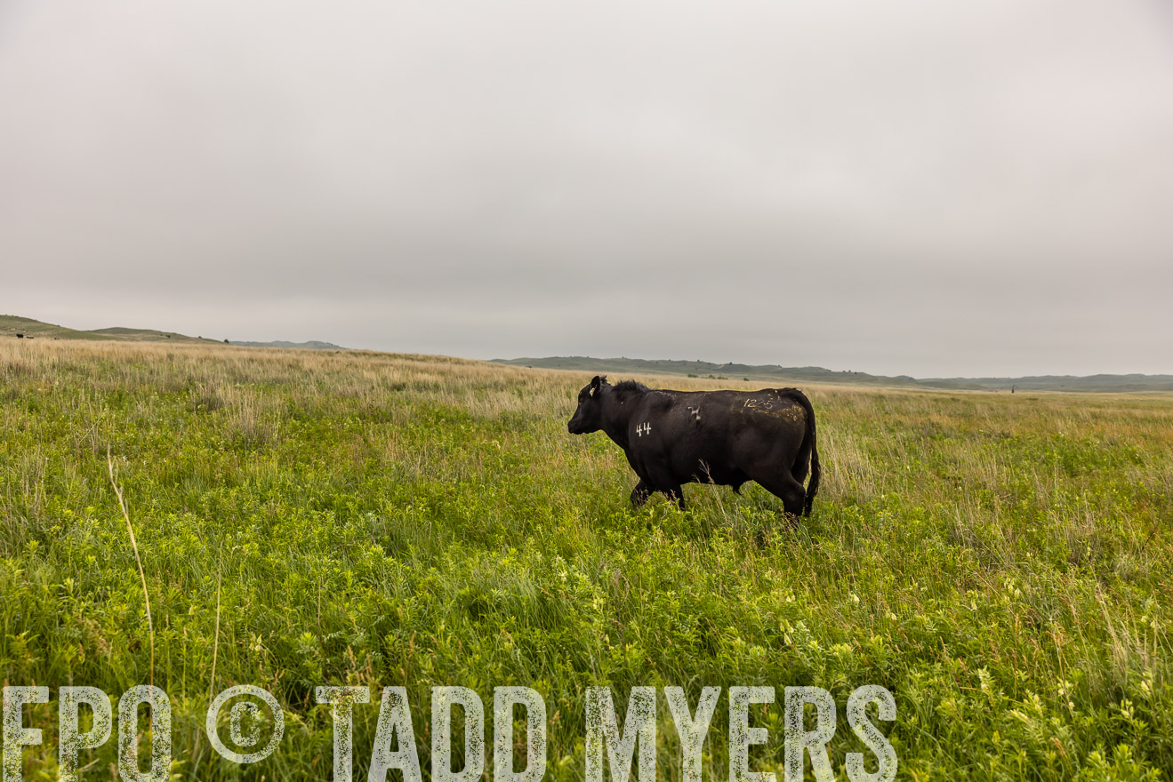 TMyers_PP_MilldaleRanch_Nebraska_June2024-515888