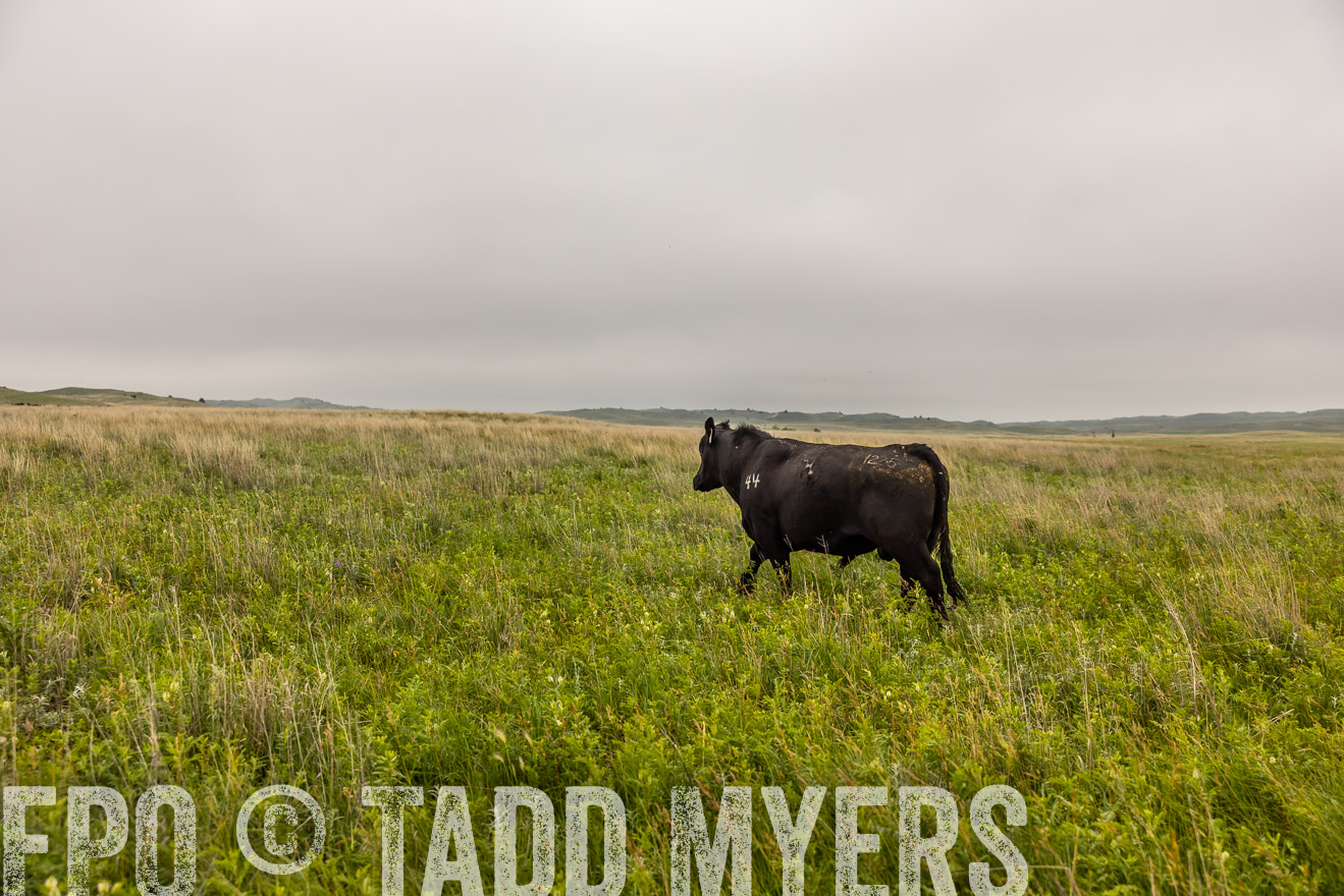 TMyers_PP_MilldaleRanch_Nebraska_June2024-515899