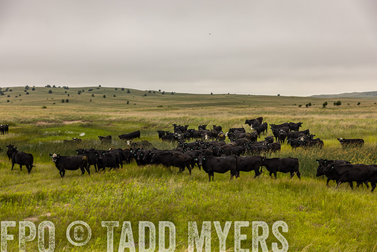 TMyers_PP_MilldaleRanch_Nebraska_June2024-515928