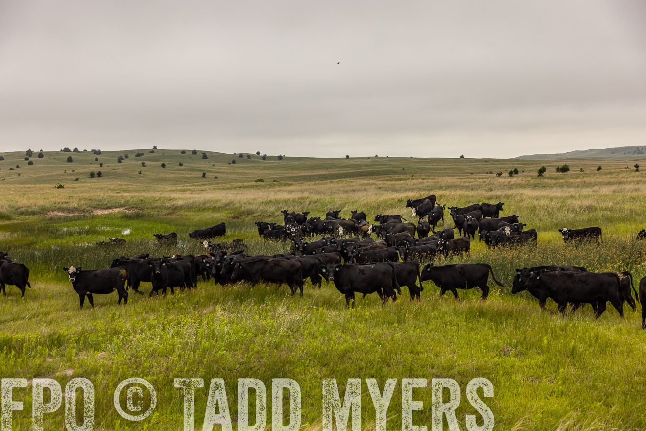TMyers_PP_MilldaleRanch_Nebraska_June2024-515931