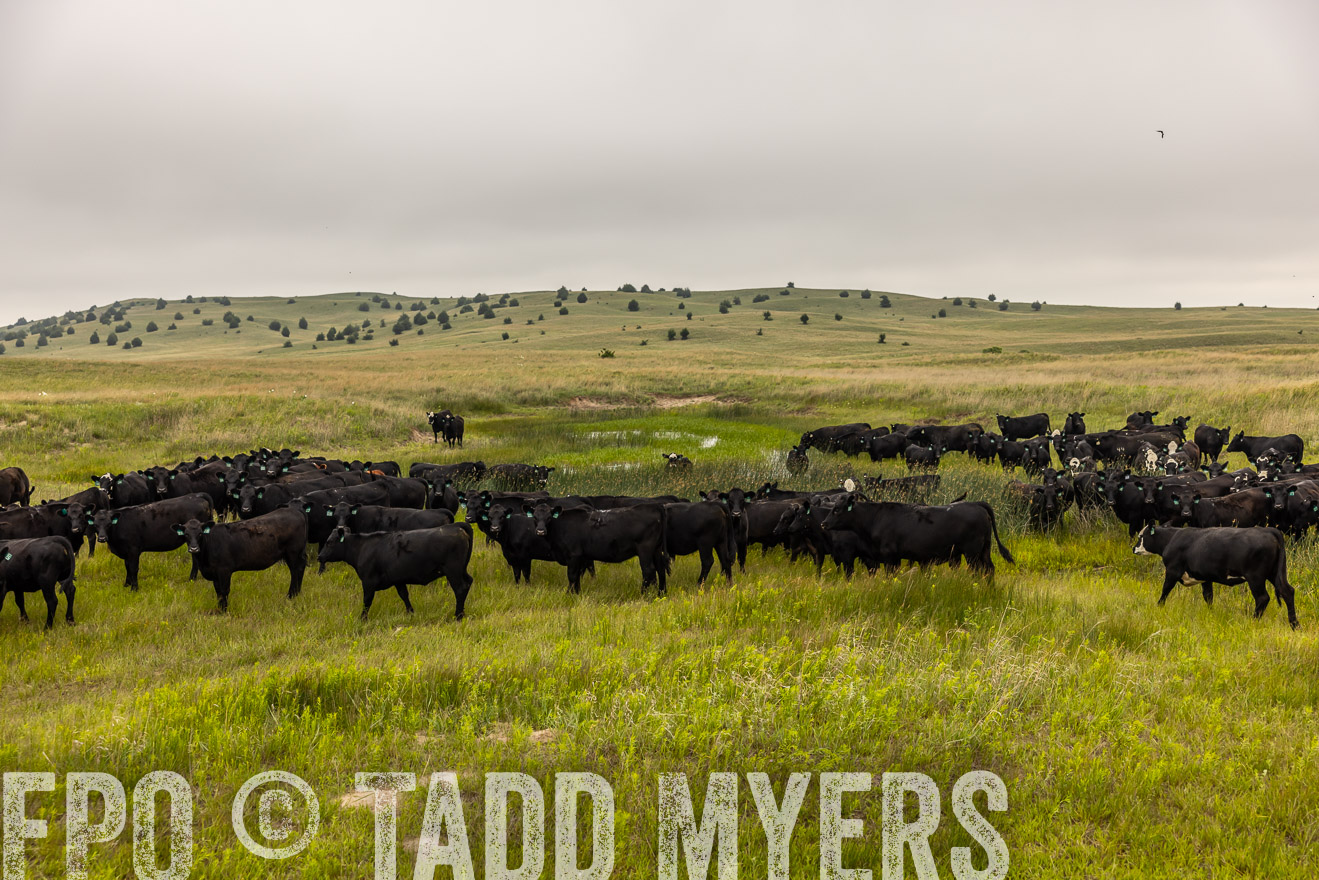 TMyers_PP_MilldaleRanch_Nebraska_June2024-515989