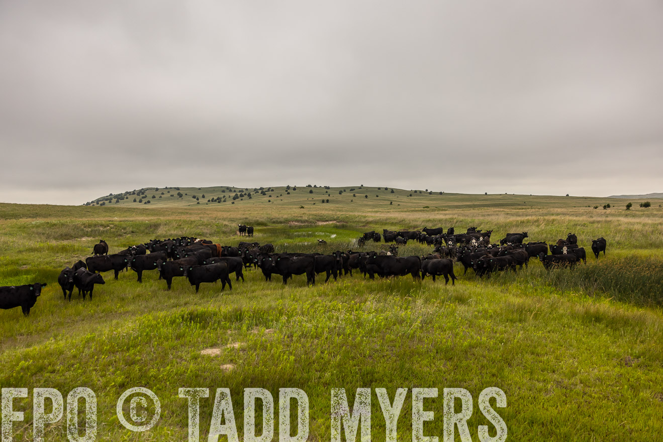 TMyers_PP_MilldaleRanch_Nebraska_June2024-515996