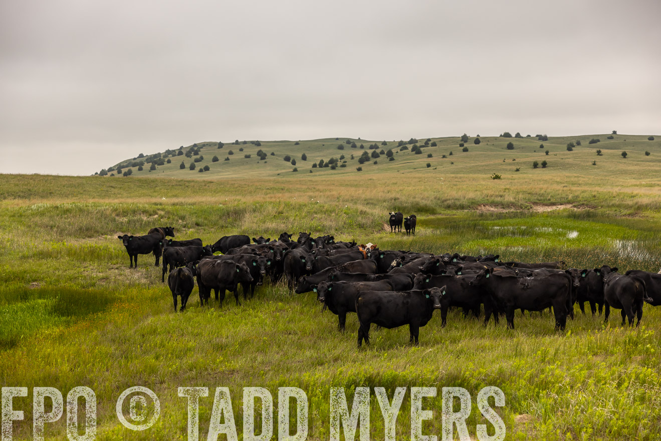 TMyers_PP_MilldaleRanch_Nebraska_June2024-516014
