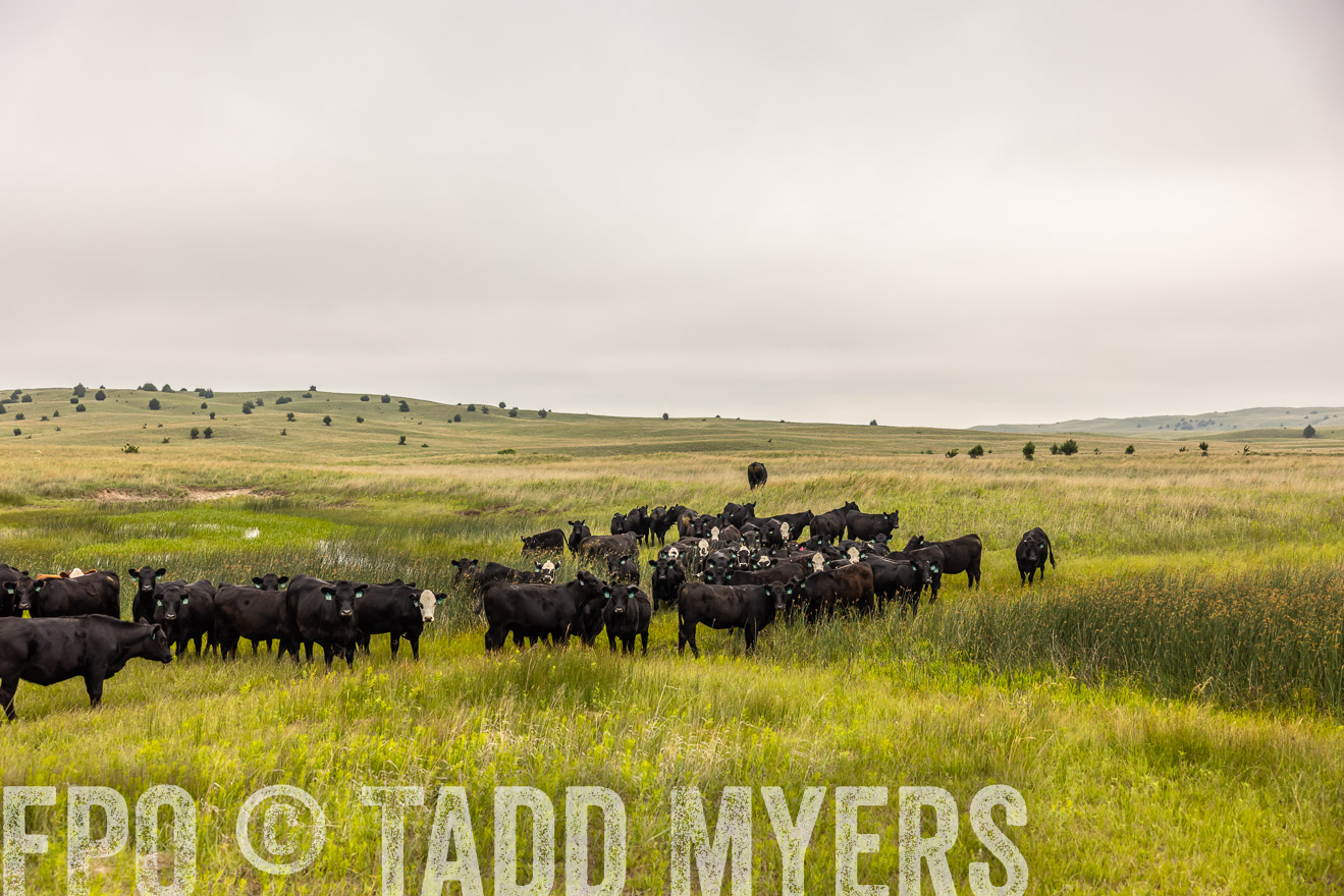 TMyers_PP_MilldaleRanch_Nebraska_June2024-516026