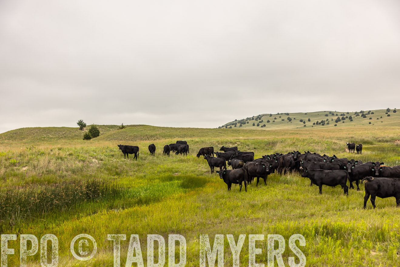 TMyers_PP_MilldaleRanch_Nebraska_June2024-516035