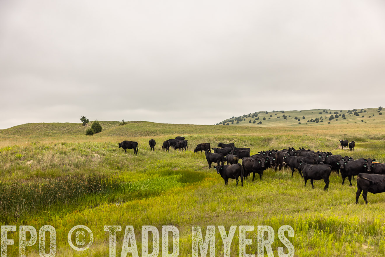 TMyers_PP_MilldaleRanch_Nebraska_June2024-516044