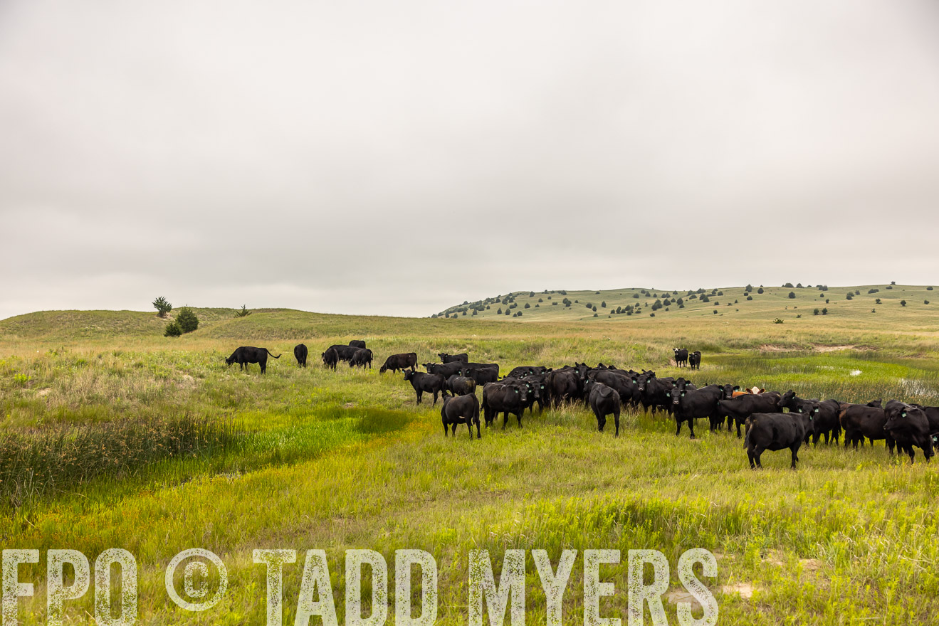 TMyers_PP_MilldaleRanch_Nebraska_June2024-516053