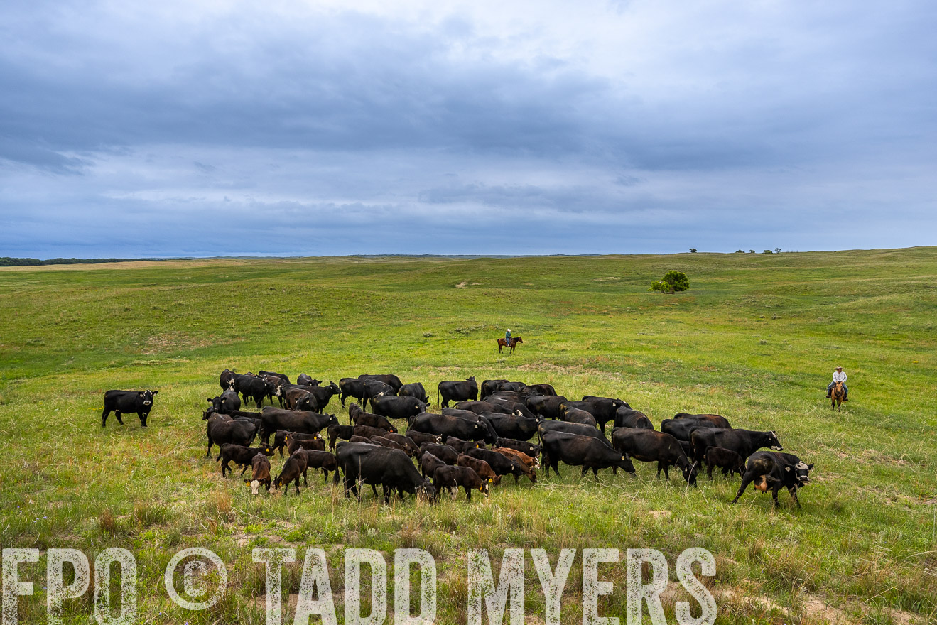 TMyers_PP_MilldaleRanch_Nebraska_June2024-523508
