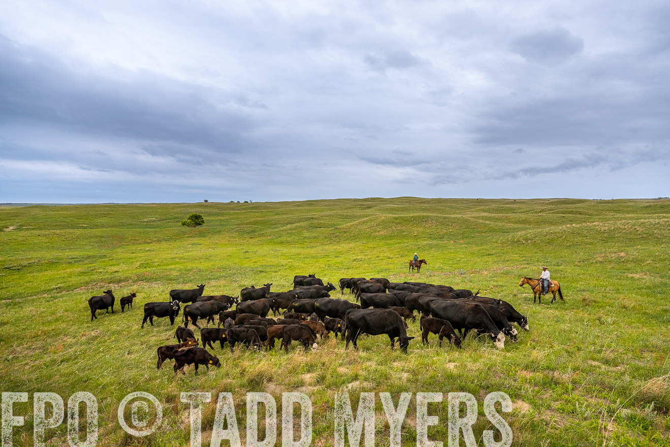 TMyers_PP_MilldaleRanch_Nebraska_June2024-523586