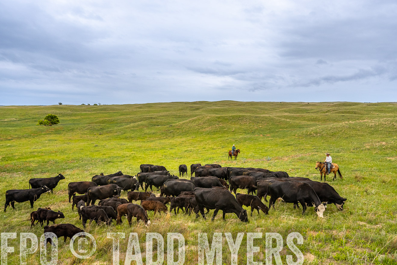 TMyers_PP_MilldaleRanch_Nebraska_June2024-523591