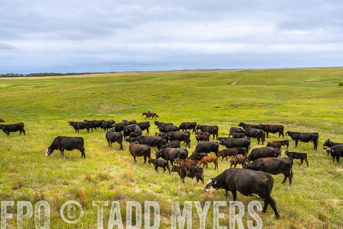 TMyers_PP_MilldaleRanch_Nebraska_June2024-523622