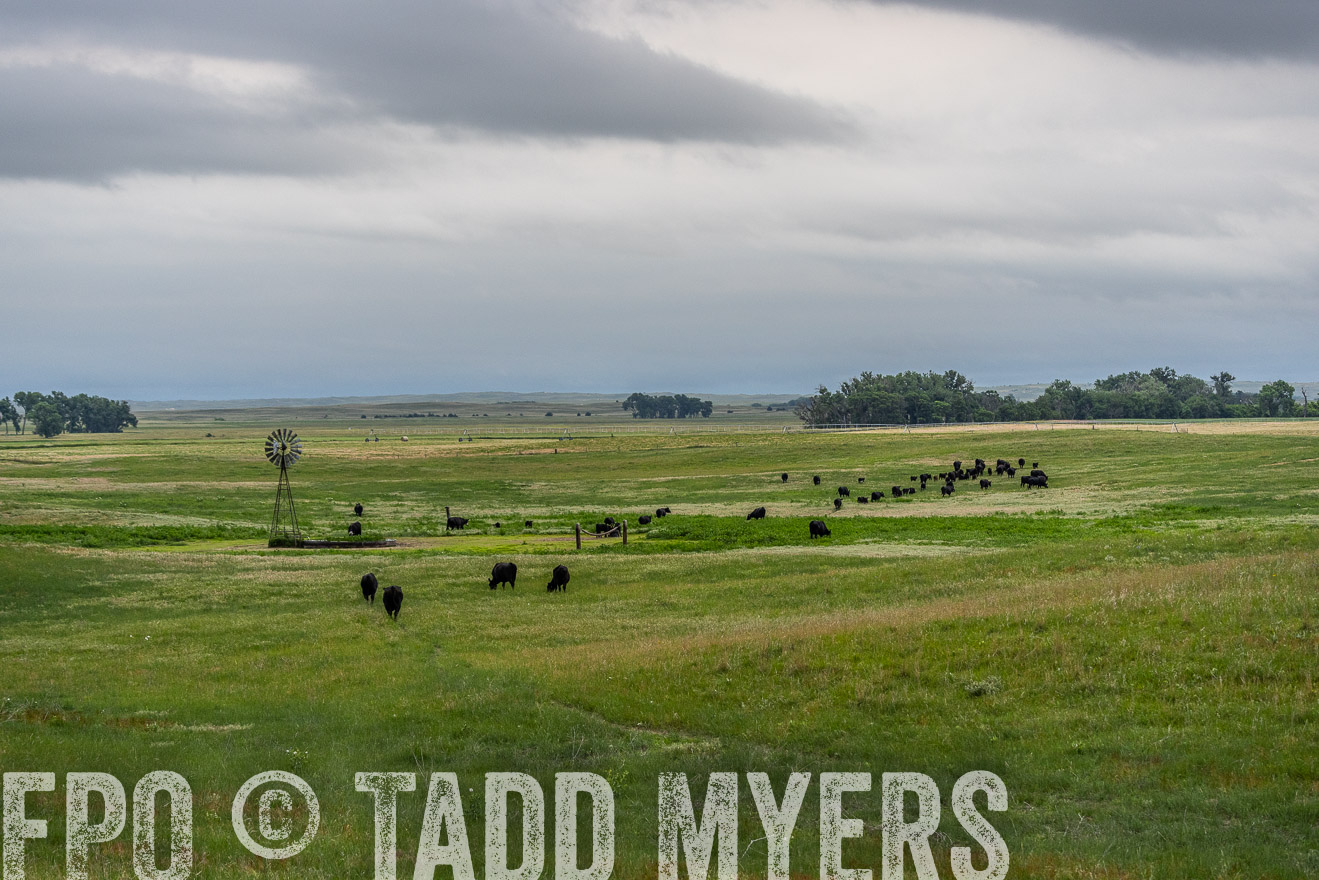 TMyers_PP_MilldaleRanch_Nebraska_June2024-523648