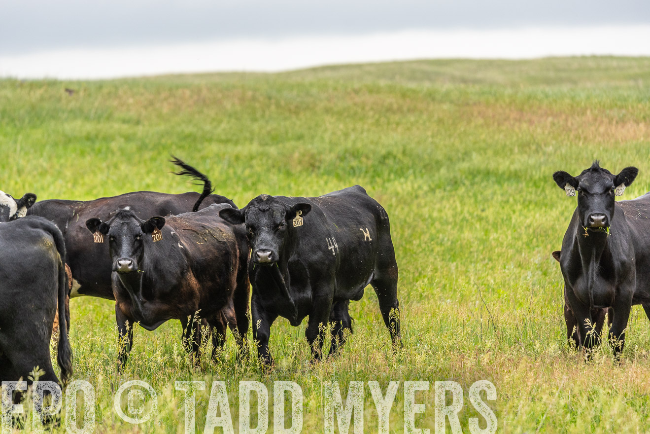 TMyers_PP_MilldaleRanch_Nebraska_June2024-523661