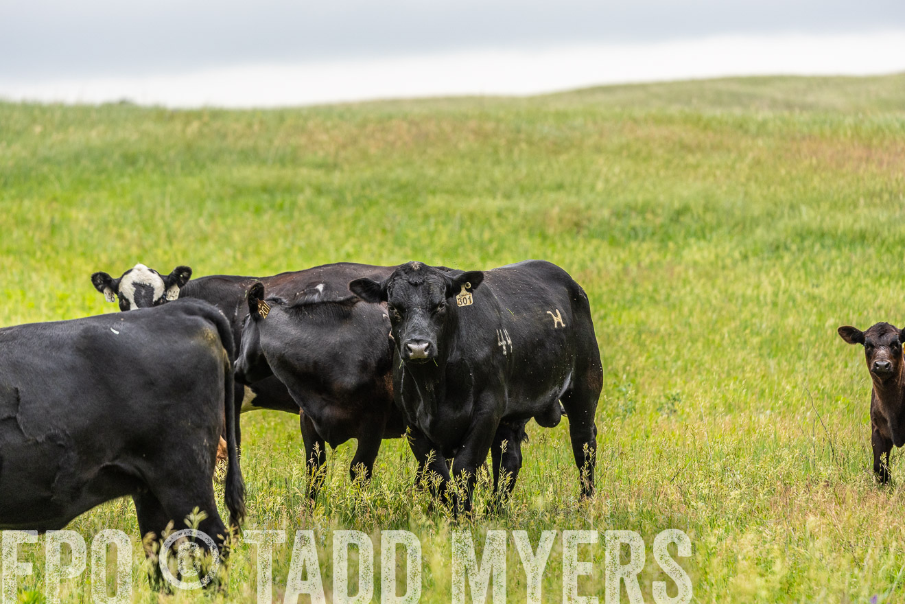 TMyers_PP_MilldaleRanch_Nebraska_June2024-523664