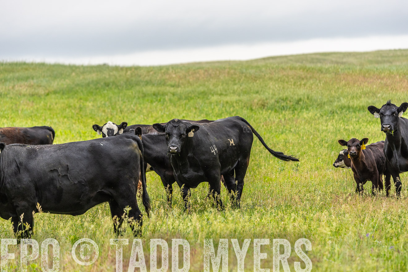 TMyers_PP_MilldaleRanch_Nebraska_June2024-523665