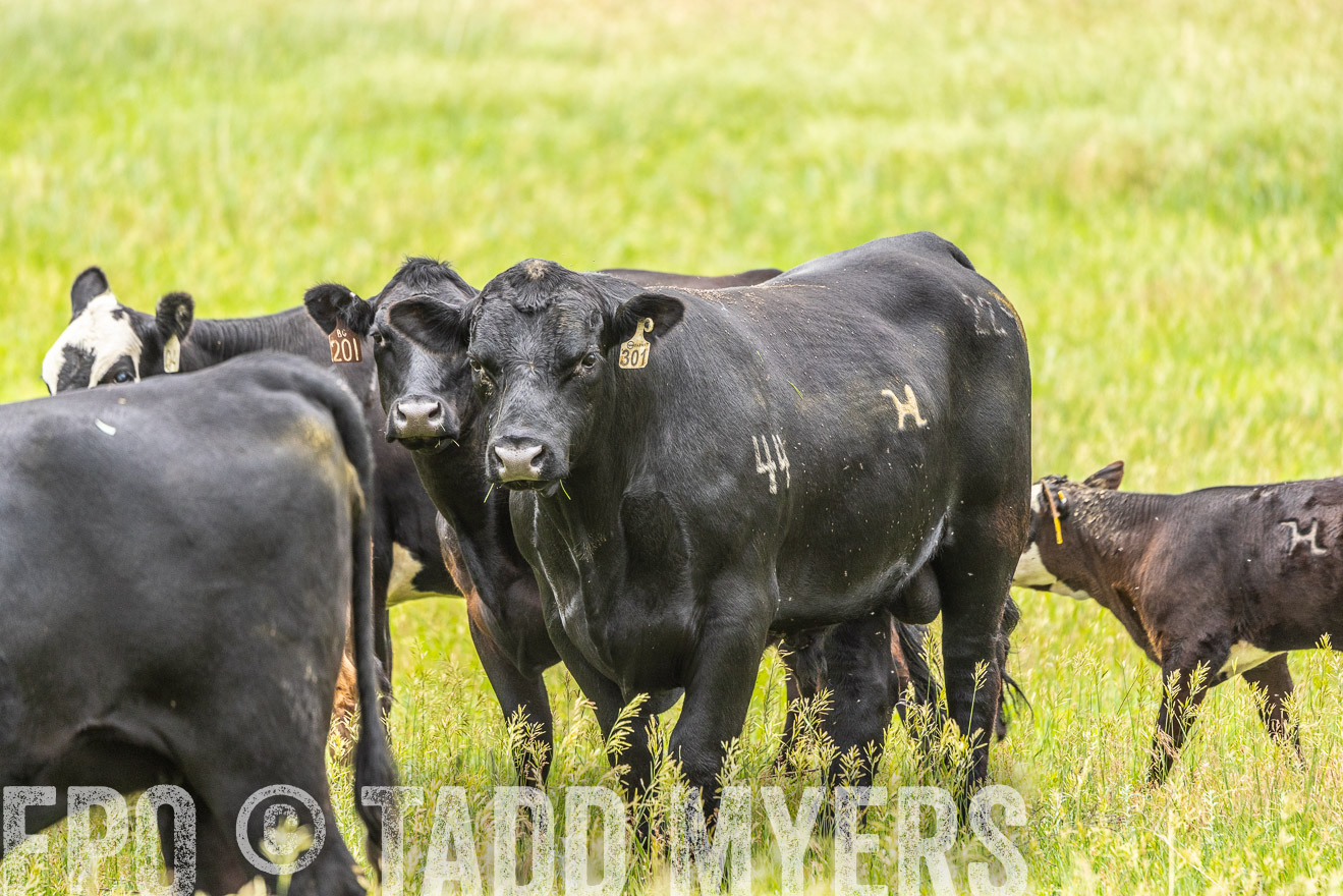 TMyers_PP_MilldaleRanch_Nebraska_June2024-523669