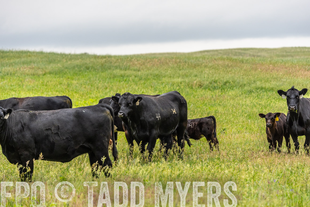 TMyers_PP_MilldaleRanch_Nebraska_June2024-523677