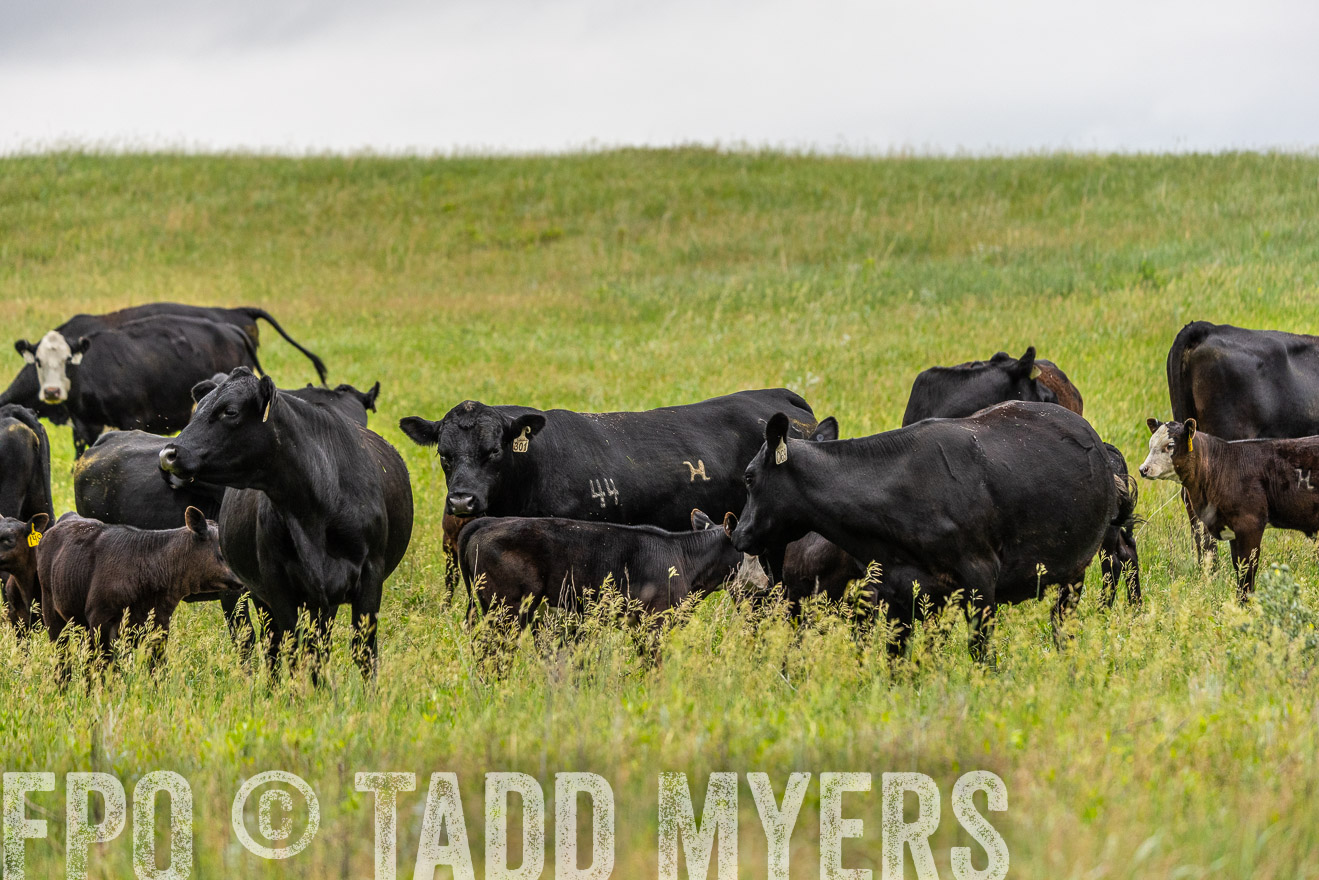 TMyers_PP_MilldaleRanch_Nebraska_June2024-523679