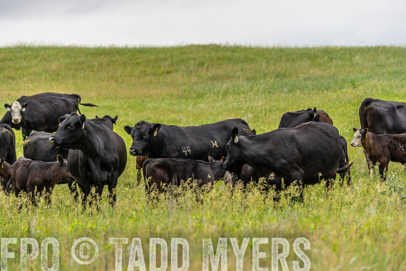 TMyers_PP_MilldaleRanch_Nebraska_June2024-523680