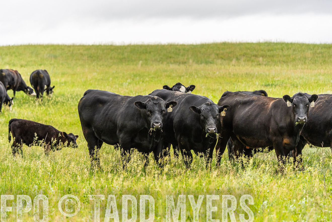 TMyers_PP_MilldaleRanch_Nebraska_June2024-523711