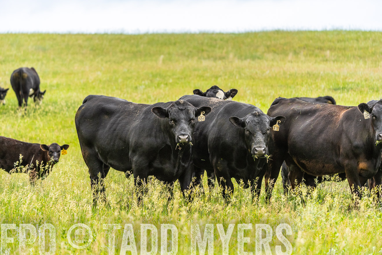 TMyers_PP_MilldaleRanch_Nebraska_June2024-523714