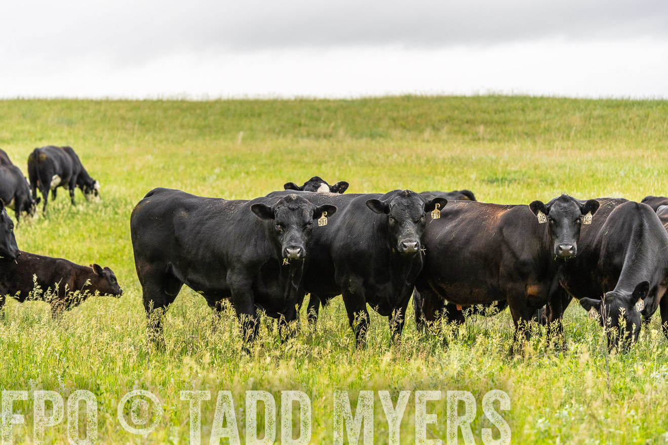 TMyers_PP_MilldaleRanch_Nebraska_June2024-523725