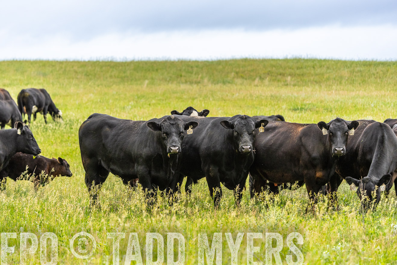 TMyers_PP_MilldaleRanch_Nebraska_June2024-523728
