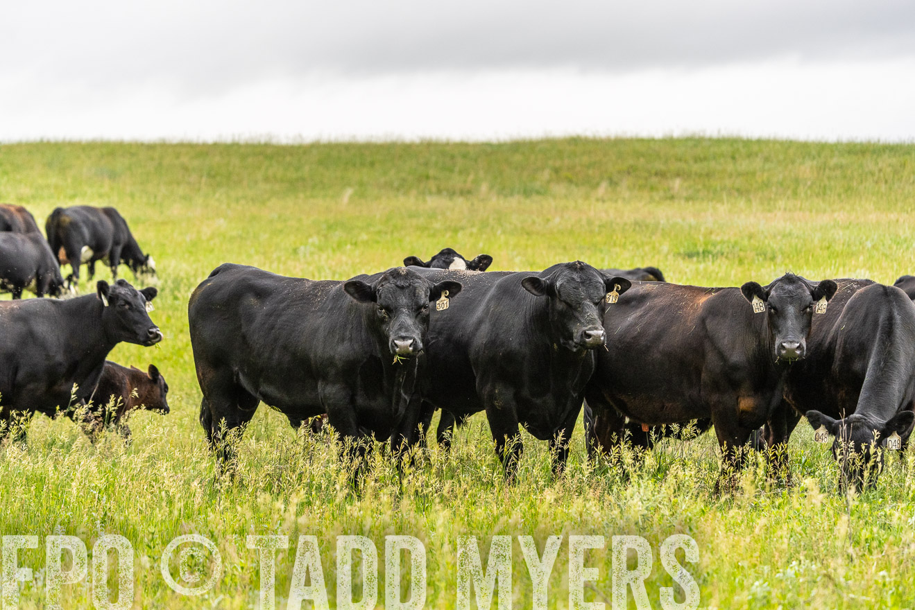 TMyers_PP_MilldaleRanch_Nebraska_June2024-523729