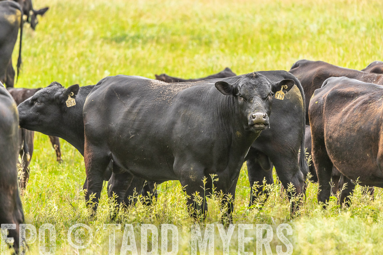 TMyers_PP_MilldaleRanch_Nebraska_June2024-523740
