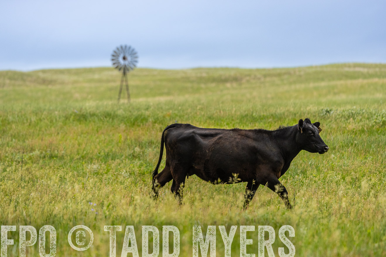 TMyers_PP_MilldaleRanch_Nebraska_June2024-523755