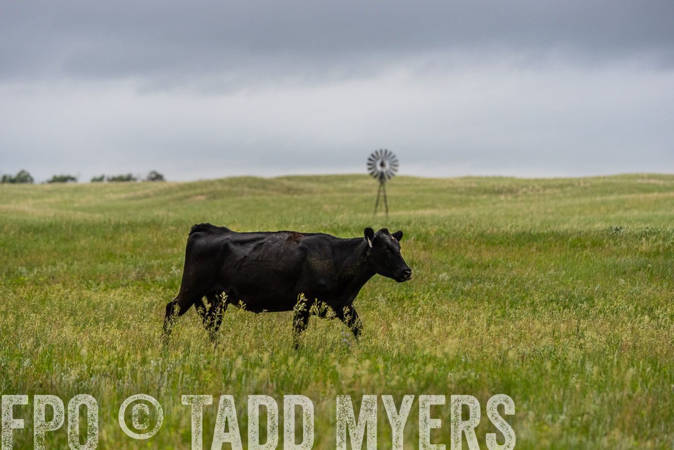 TMyers_PP_MilldaleRanch_Nebraska_June2024-523758