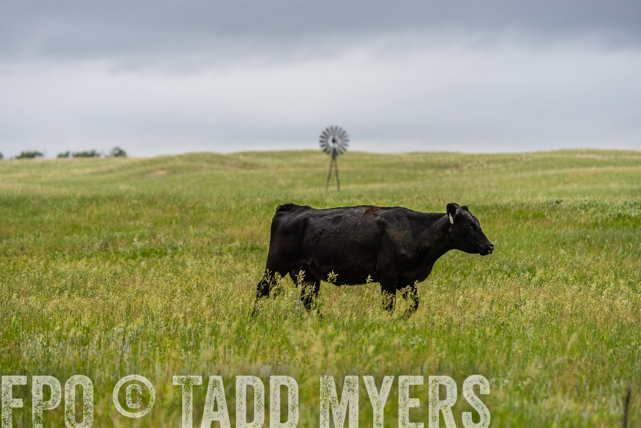 TMyers_PP_MilldaleRanch_Nebraska_June2024-523761