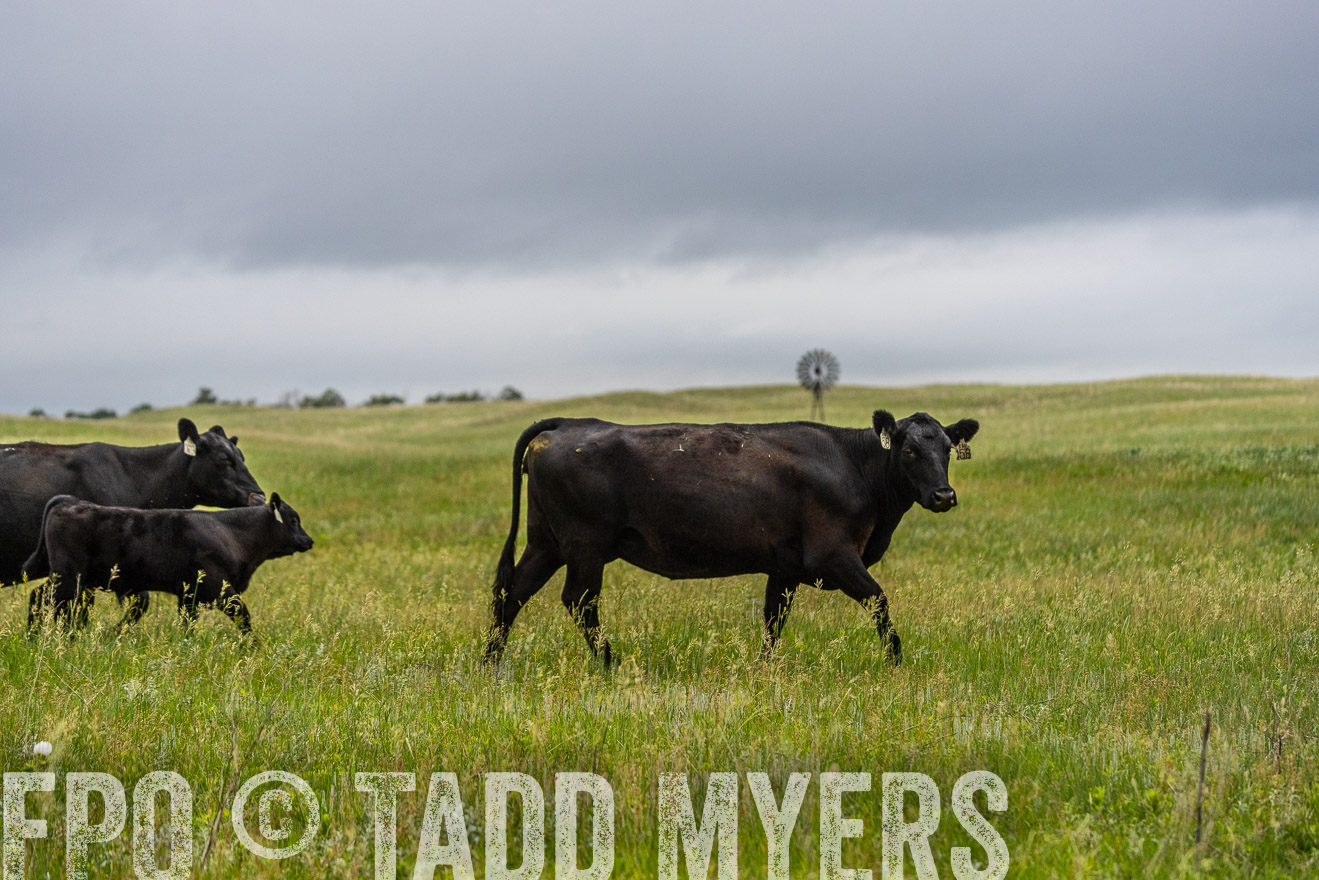 TMyers_PP_MilldaleRanch_Nebraska_June2024-523774