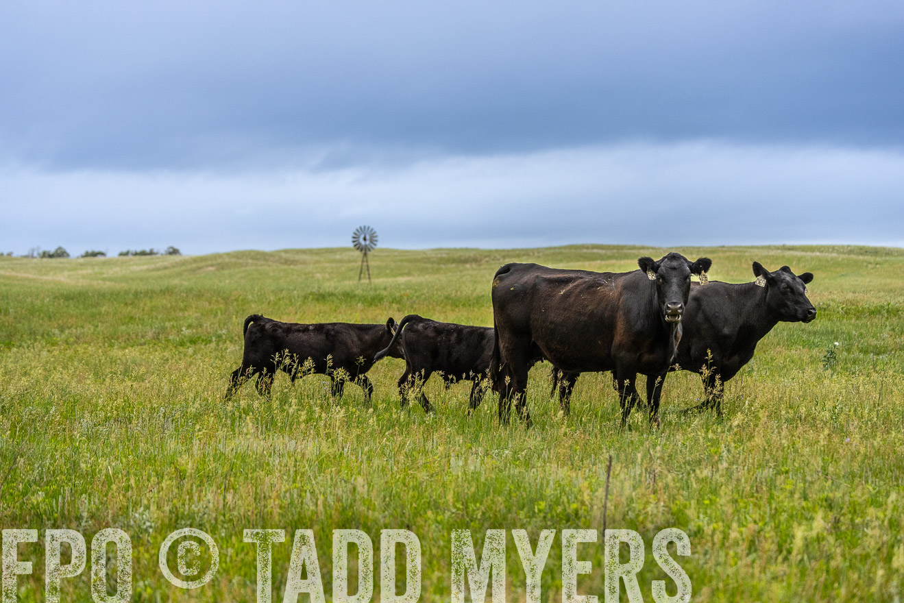 TMyers_PP_MilldaleRanch_Nebraska_June2024-523779