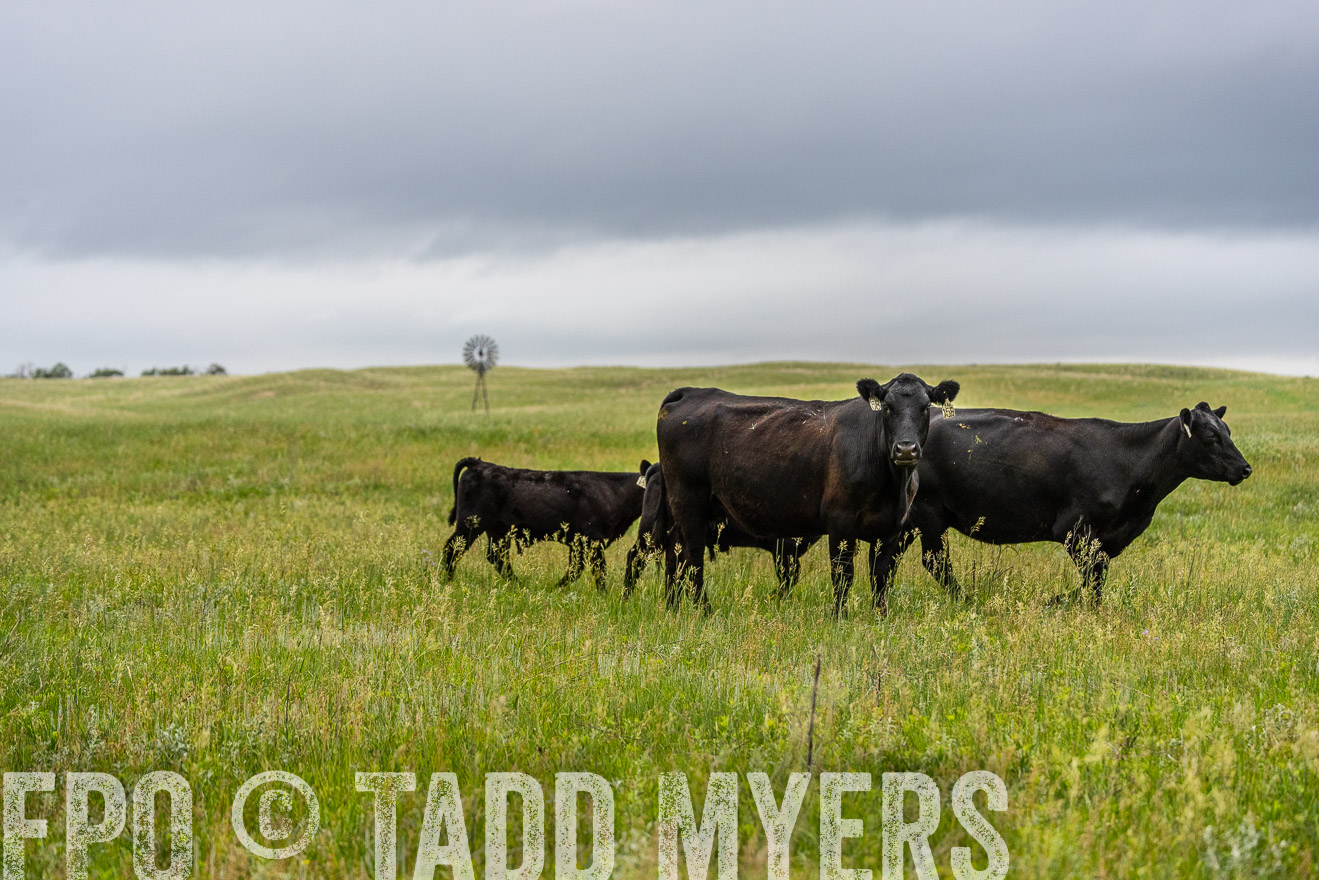 TMyers_PP_MilldaleRanch_Nebraska_June2024-523780