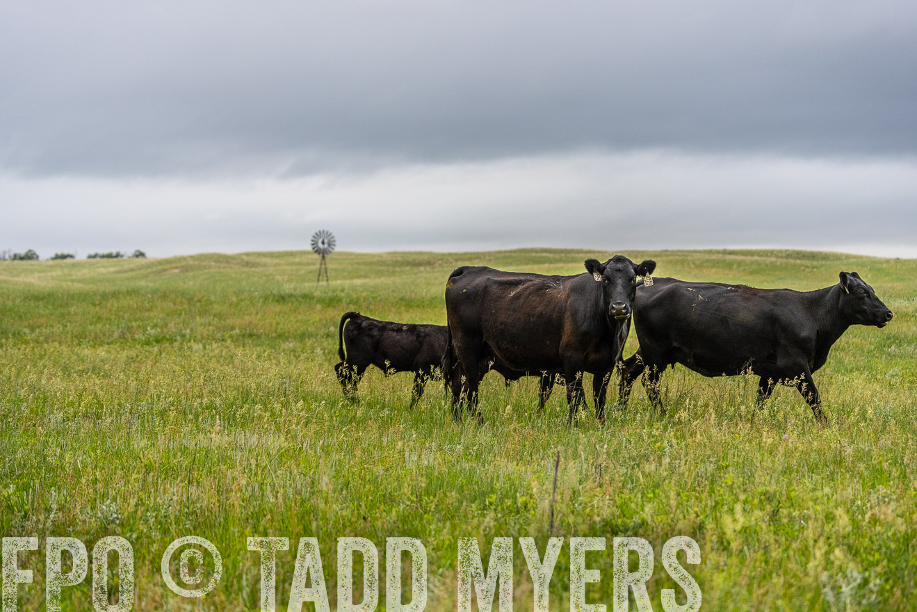 TMyers_PP_MilldaleRanch_Nebraska_June2024-523782