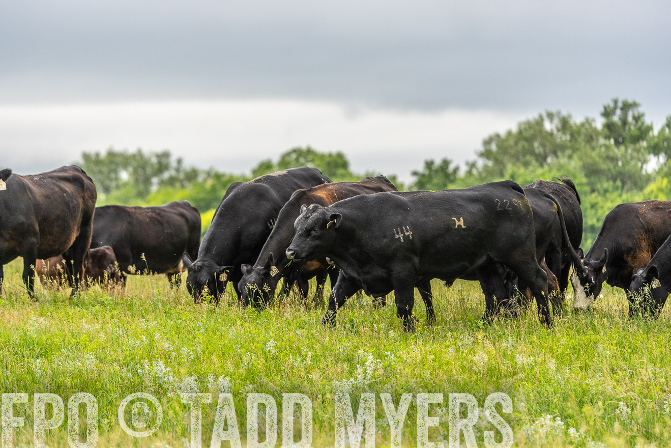 TMyers_PP_MilldaleRanch_Nebraska_June2024-523786