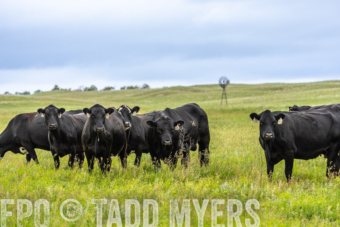 TMyers_PP_MilldaleRanch_Nebraska_June2024-523820