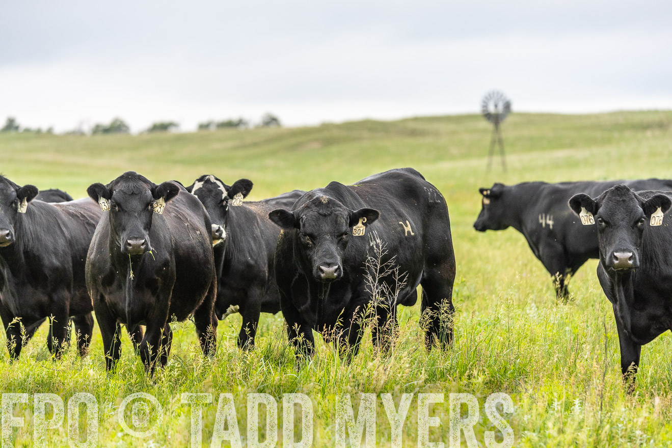 TMyers_PP_MilldaleRanch_Nebraska_June2024-523823