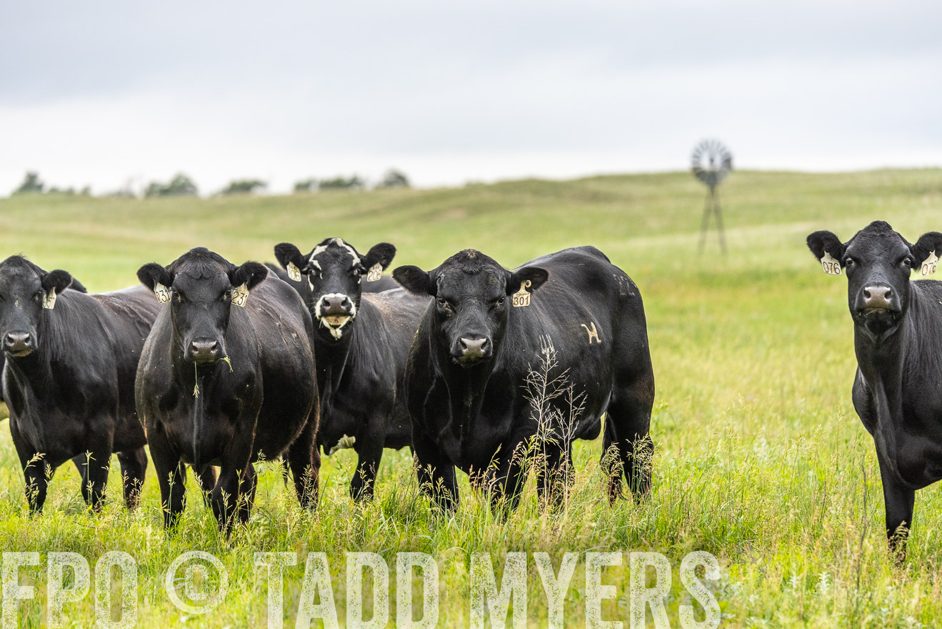 TMyers_PP_MilldaleRanch_Nebraska_June2024-523830